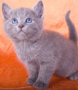 russian blue calico tabby mix
