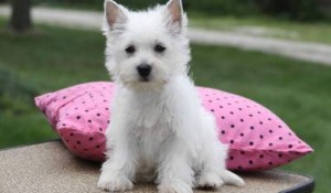 cartersville dogs terrier highland registered puppies west