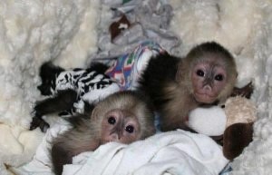 monkeys alabama asnclassifieds albertville al rue joeys leu adoption glider het nick twin sugar female capuchin younger rehoming adorable