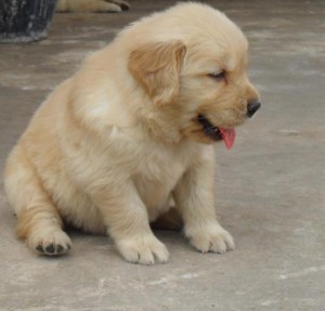 Golden Retriever Male And Female Puppies For Adoption Asheboro Nc Asnclassifieds