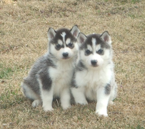 Siberian Husky Puppies Ready