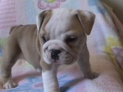 Puppy Bulldog Pictures
