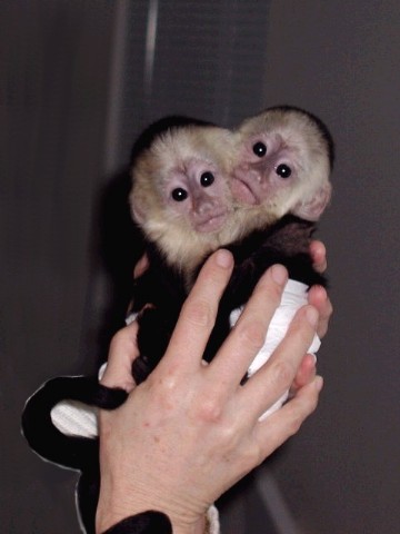 Pet Capuchin