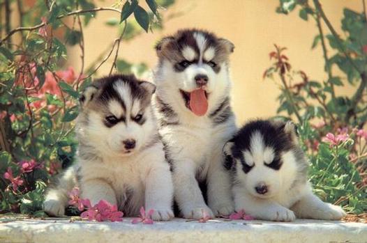 Siberian husky puppies for sale just contact now if interested .