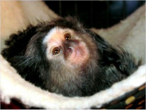 MARMOSET MONKEY BREEDER PAIRS AVAILABLE(livispetty@petml.com