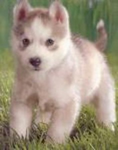 Cute and Lovely siberian husky Puppies for adoption.