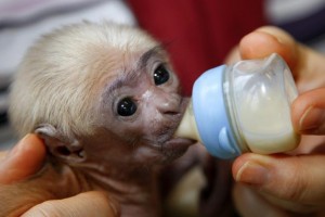 Cute baby Capuchin monkeys for adoption