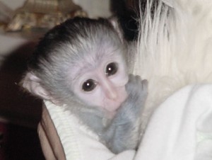 BEAUTIFUL FEMALE WHITE FACE BABY CAPUCHIN MONKEY AVAILABLE NOW!!!!!