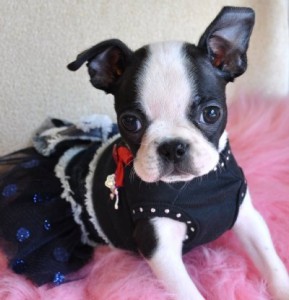 Outstanding Boston Terrier Puppies 