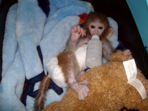 CONTACT nice baby capuchin monkey lookig for a home