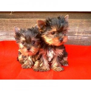 TOY YORKIE PUPPIES FOR ADOPTION