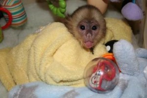 Family affectionate socialized female baby Capuchin monkey for adoption for xmas