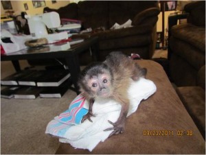   Monkey baby capuchin monkey 7-1/2weeks old Ready For X-mas