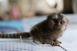 Baby marmoset monkeys for adoption email (ndefrugina@gmail.com)