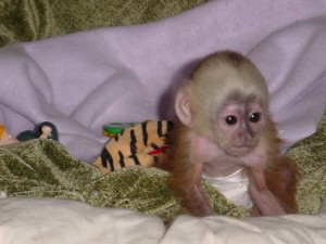 Top rank Capuchin Monkey available for adoption