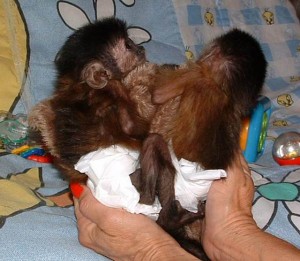 Quality Capuchin Monkeys For Adoption