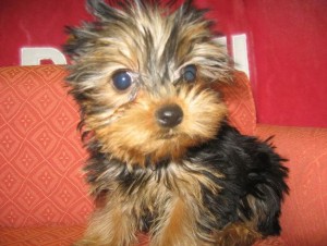 YORKSHIRE TERRIER PUPPIES  FOR X-MASS