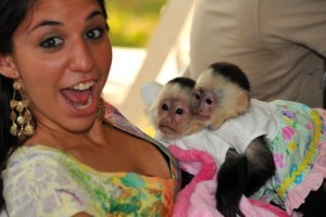 Gorgeous male and female capuchin monkeys for X mas adoption