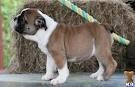 English bulldog puppies for addoption (kjesiccabell@yahoo.com