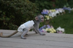 adorable marmoset monkeys for sale