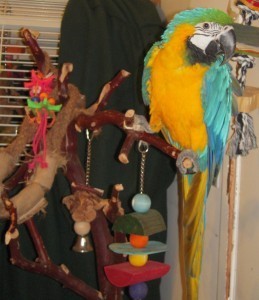 Female Blue &amp; Gold Macaw Available now!!!