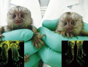 adorable marmosets  Babies Ready For their new homes for adoption