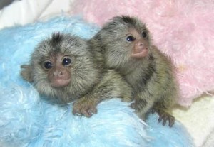 Baby Marmoset Monkeys for Adoption