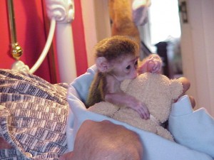 5 Adorable Capuchin Monkeys for sale $550     