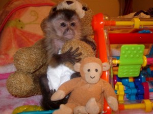 Beautiful Baby Chimpanzee Available