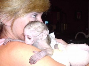 vet checked capuchin monkey avialable for adoption now!!!