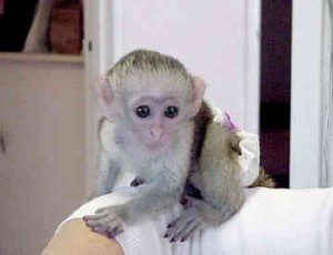 TOP QUALITY Capuchin monkeys for adoption