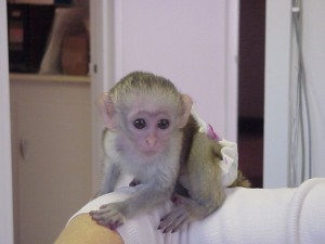 CAPUCHIN MONKEY DESPERATELY LOOKING FOR A NEW HOME 