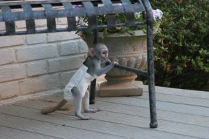  Adorable male and female  capuchin monkeys avialable for adoption now to a new home!!!