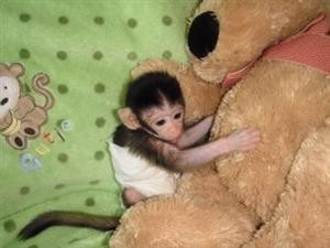 Lovely Baby Capuchin Monkeys For Free Adoption sweetbrenda2012@hotmail.com