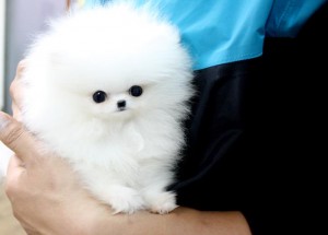 Pomeranian puppies 13 weeks old(andrearzig30@yahoo.com)