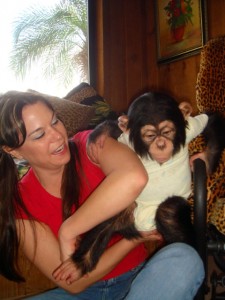 Beautiful Baby Chimpanzee &amp; Baby Capuchin Monkey.