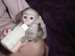 Baby Face male and female Capuchin monkey