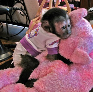 cute face capuchin monkey for adoption