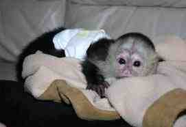 Beautiful registered baby face Capuchin monkey available (samantha_lauzon00@hotmail.com)