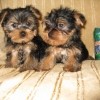 Proud and Satisfied Yorkshire Terrier Puppies For  adoption