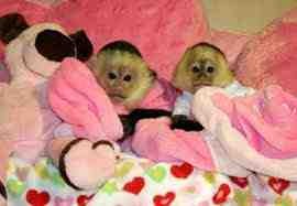 Beautiful registered baby face Capuchin monkey available (josht_rantham11@hotmail.com) 