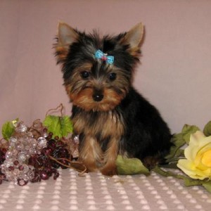 home trained yorky puppy