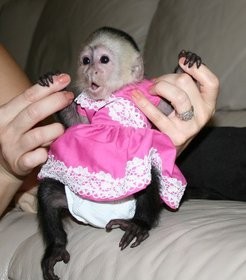 Lovely and jovial purebreed monkeys. Gorgeous baby capuchin monkeys for Free Adoption.