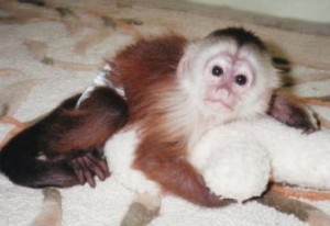 Awesome baby capuchin and marmoset monkeys 350 $ each