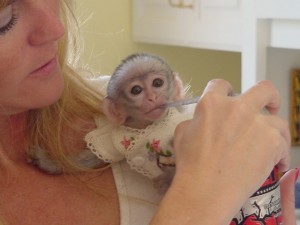 CUT AKC adorable Baby Capuchin monkey for sale