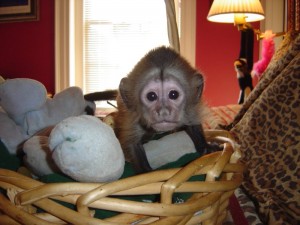 Well trained and tamed capuchin monkey for adoption