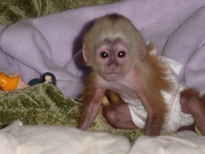 cuts Male And Female capuchin monkey for adoption