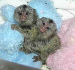 Male and female marmoset monkeys available