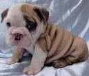 cute english bulldog puppies for adoption