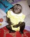 nice capunchin monkey for free adoption